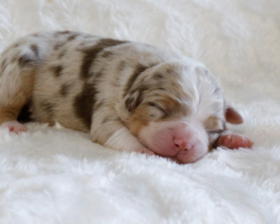 CHIOT 5 - Berger Australien