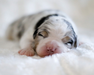 CHIOT 6 - Berger Australien