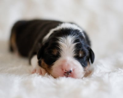 CHIOT 7 - Berger Australien