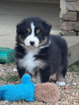 Les chiots de Berger Australien