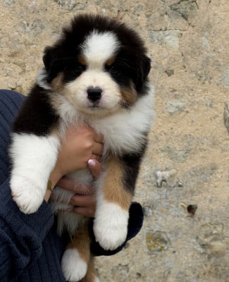 Les chiots de Berger Australien