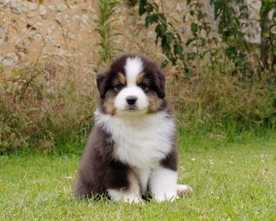 Les chiots de Berger Australien