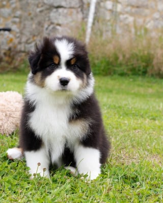 Les chiots de Berger Australien