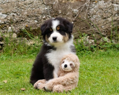 Les chiots de Berger Australien