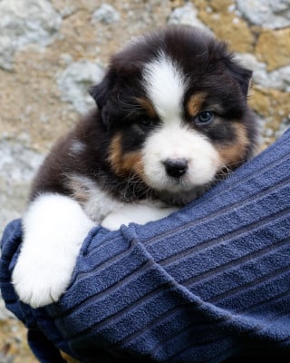 Les chiots de Berger Australien