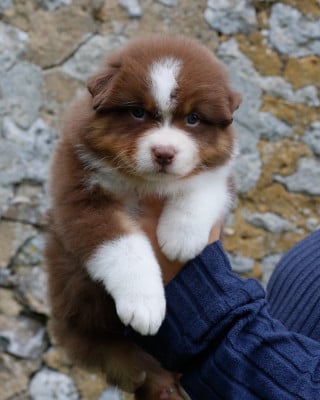 Les chiots de Berger Australien