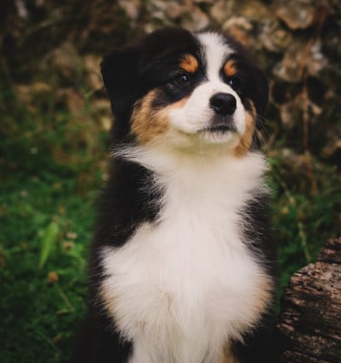 Les chiots de Berger Australien