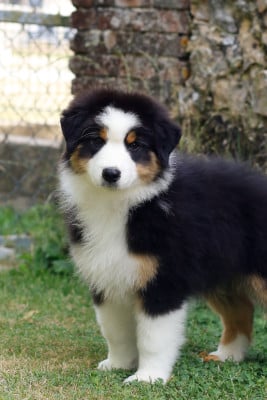 Les chiots de Berger Australien