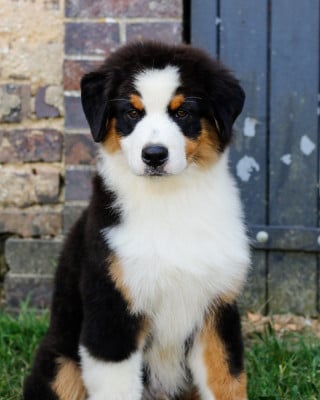 Les chiots de Berger Australien
