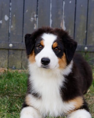 Les chiots de Berger Australien
