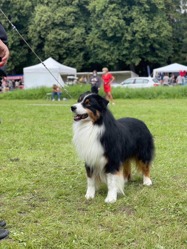 CH. skyron Rock and roll - 1EXC/13 OM / CACS