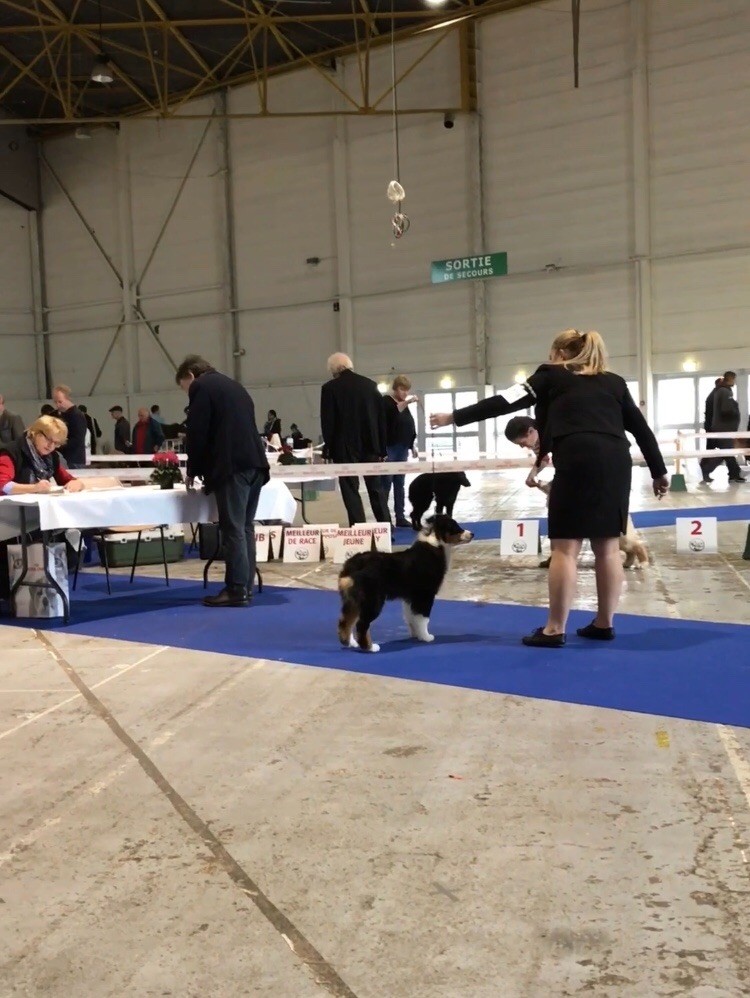 CH. skyron Rock and roll - Très prometteur