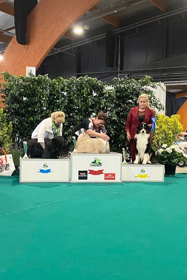 CH. skyron Rock and roll - Meilleur Champion - BEST IN SHOW 3 CHAMPION