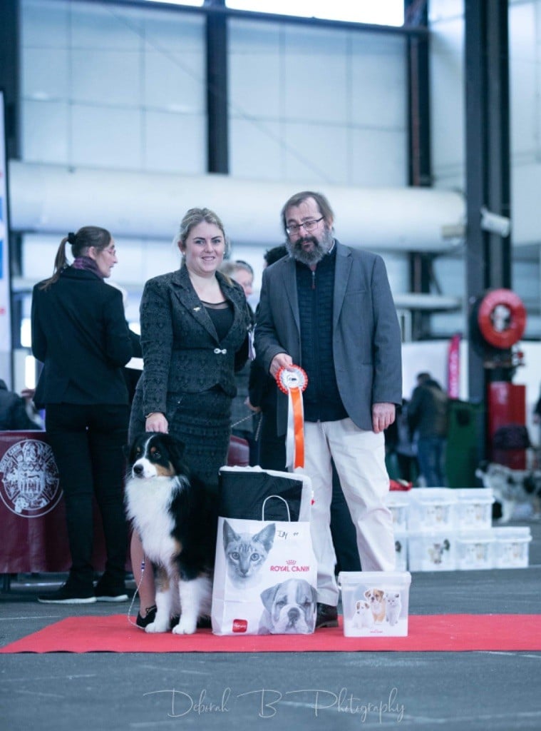 CH. skyron Rock and roll - 1er Exc / 11 Intermédiaire Mâle