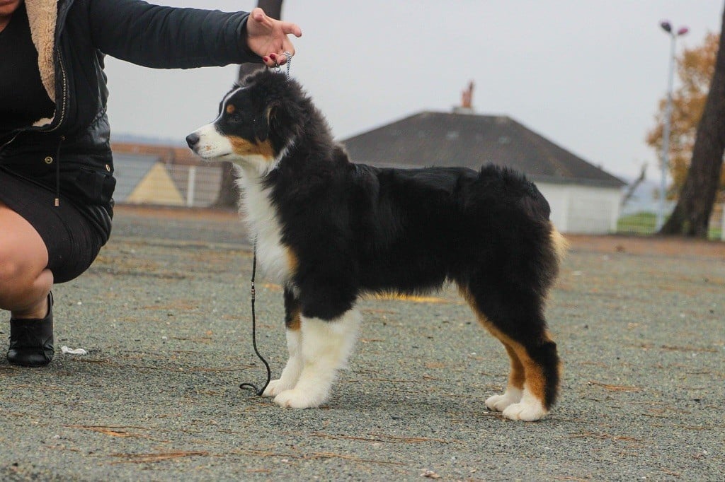 CH. skyron Rock and roll - Très prometteur