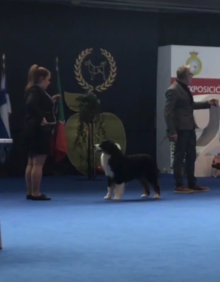 CH. skyron Rock and roll - 1 EXC CJ / CCJ / BOGJ