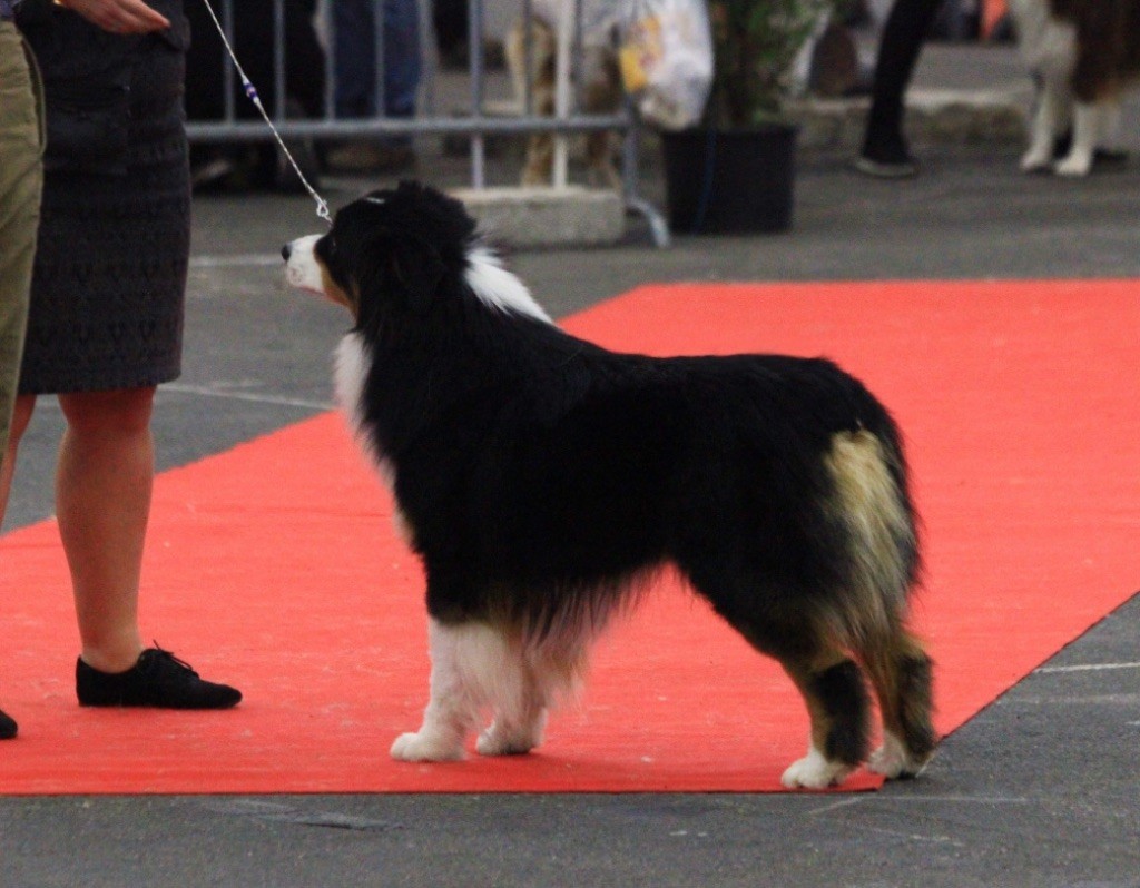 CH. skyron Rock and roll - 3e Exc /14 Intermédiaire mâle