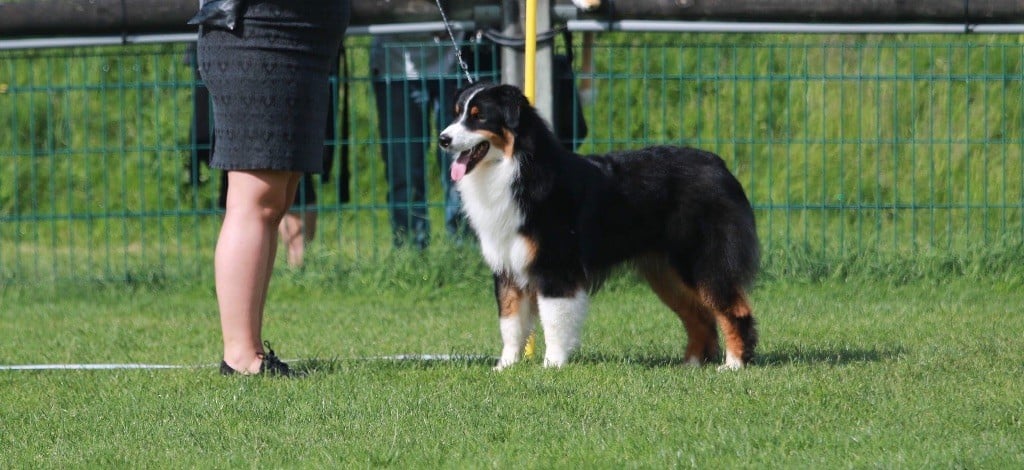 CH. skyron Rock and roll - EXC 1 /9 JM ATCC-J