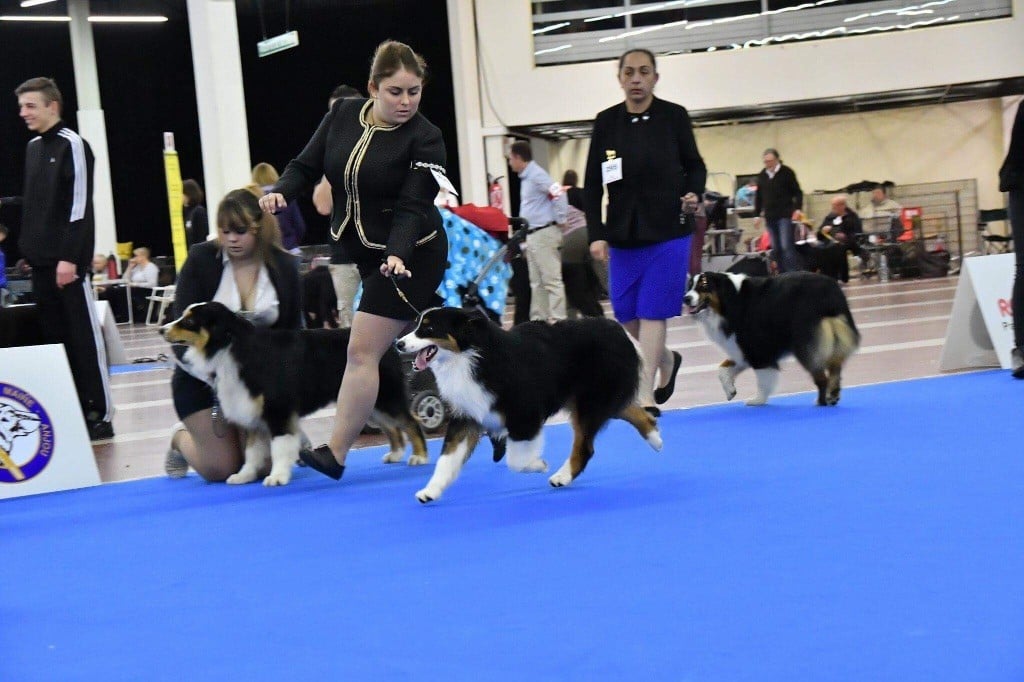 CH. skyron Rock and roll - EXC 1/9 JEUNE , MEILLEUR JEUNE, MEILLEUR DE SEXE OPPOSÉ, 5 MEILLEUR DU GROUPE 1J