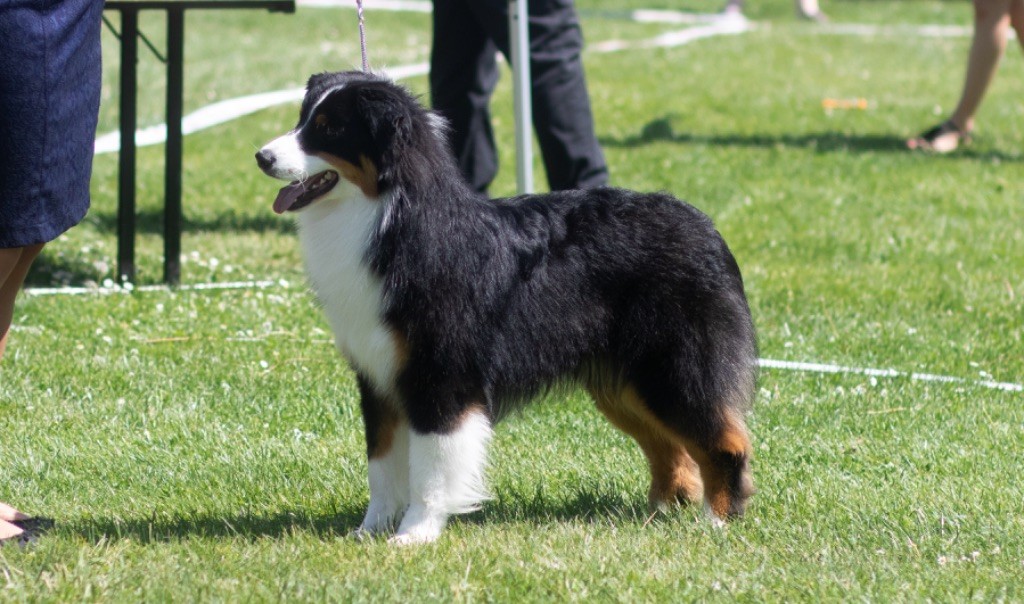 CH. skyron Rock and roll - 1EXC JM / BOBJ / BOGJ