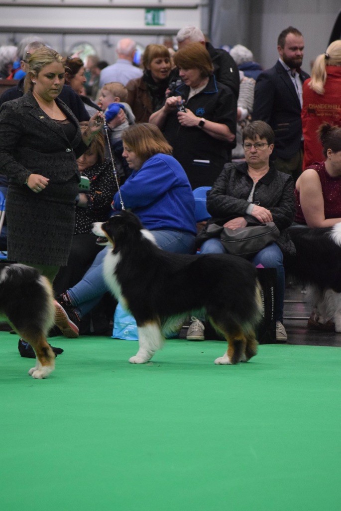 CH. skyron Rock and roll - VHC YEARLING CLASS