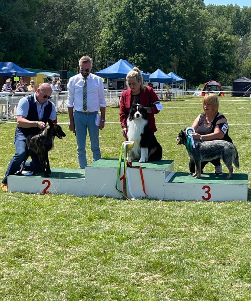 CH. skyron Rock and roll - 1EXC CHM - Best of Breed - Best of Groupe