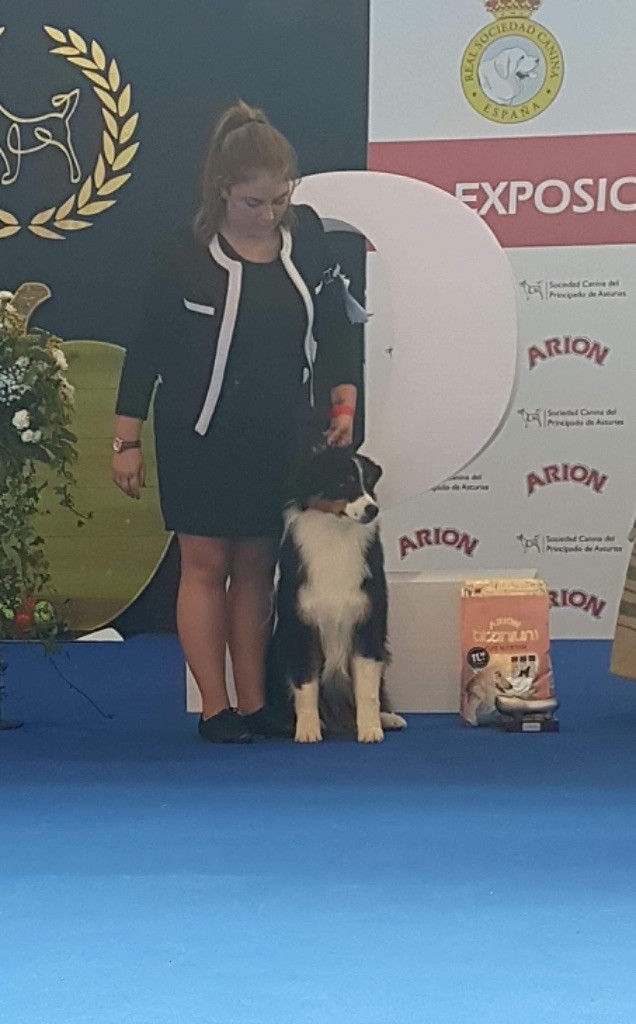 CH. skyron Rock and roll - 1 EXC CJ / CCJ / BOGJ / BISJ 2