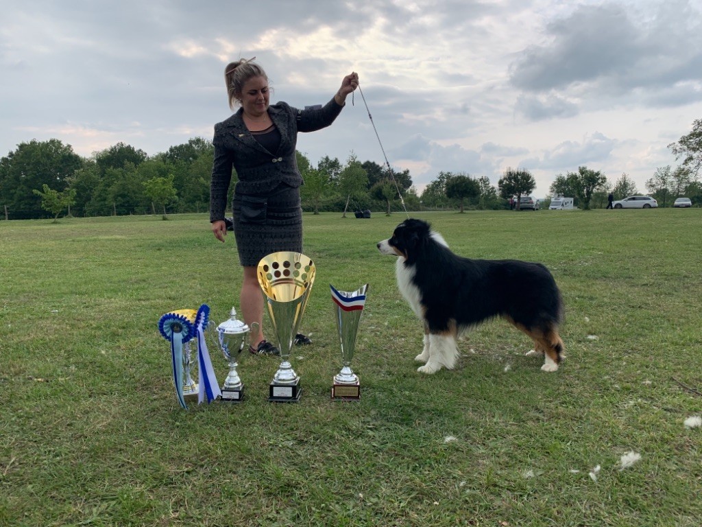CH. skyron Rock and roll - 1 EXC - CACS - BOB - BOG - BEST IN SHOW