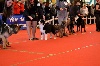 Sr bissj biss jenny black diamond Du Moulin Du Bourgneuf - 1ere Très Prometteur Meilleur Puppy RBIS Puppy