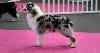 My dream of valentin's day Du Moulin Du Bourgneuf - EXC 1 OUVERTE / CACS / CACIB / BEST OF BREED / GROUPE SELECT