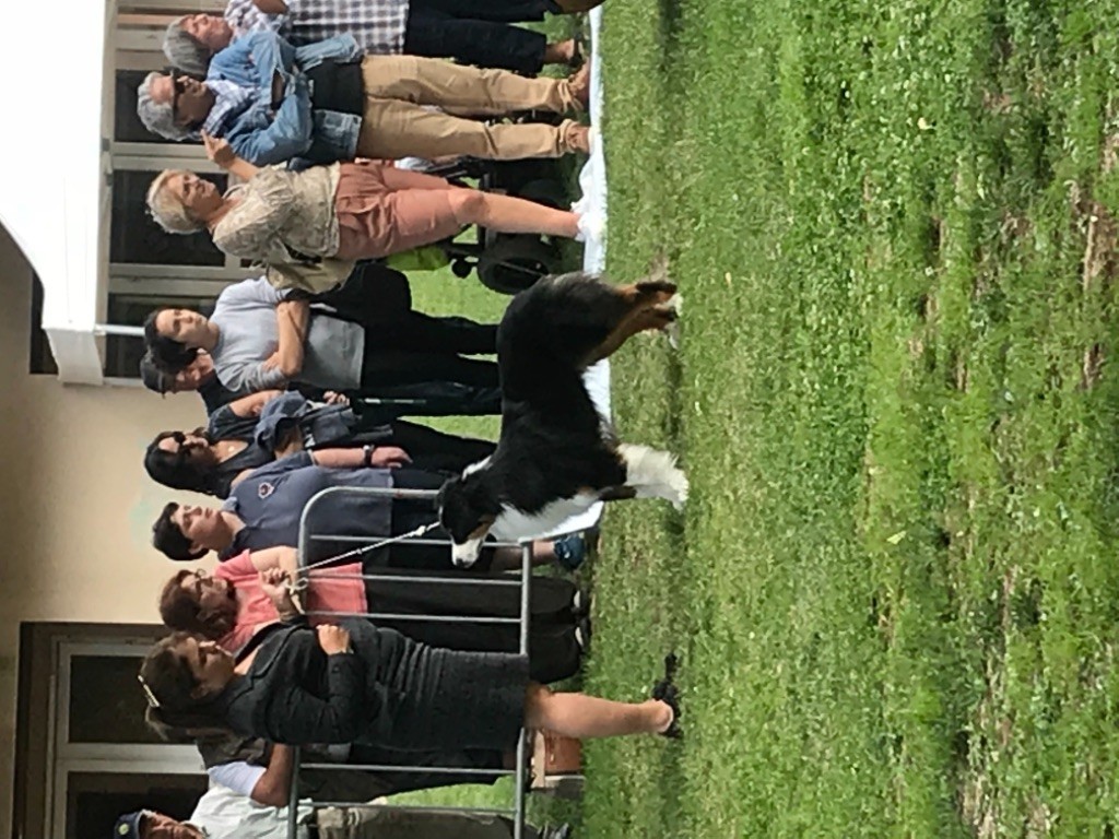 CH. skyron Rock and roll - 1 EXC / BEST JEUNE / BEST OF GROUP / SÉLECTIONNE BIS