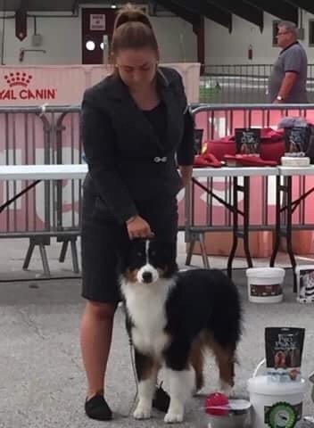 CH. skyron Rock and roll - 1EXC JEUNE / TROPHEE AVENIR / MEILLEUR JEUNE / MEILLEUR DE RACE