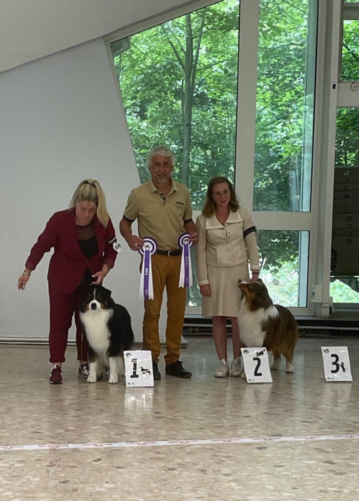 CH. skyron Rock and roll - 1er EXC - Meilleur Champion