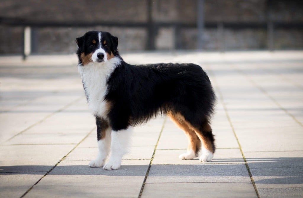 CH. skyron Rock and roll - 2e Très Prometteur Puppy