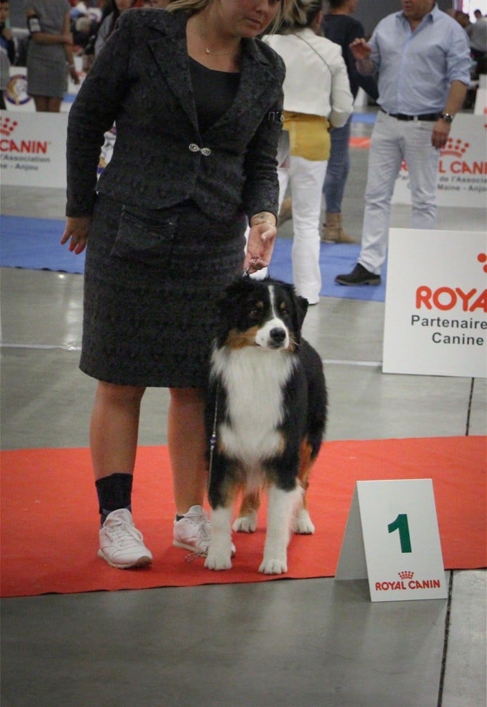 CH. skyron Rock and roll - 1èr Exc / Meilleur Jeune