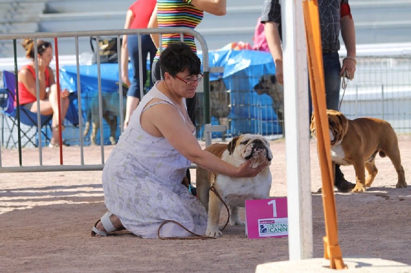 Hoxbow burly bulky bull's - 1 er excellent