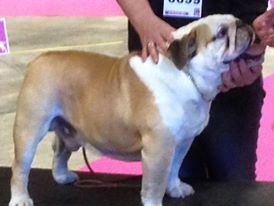 Hoxbow burly bulky bull's - 4 eme ecxellent