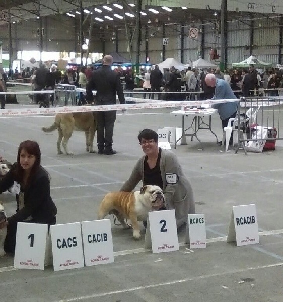 Hoxbow burly bulky bull's - 2eme excellent RCACS RCACIB