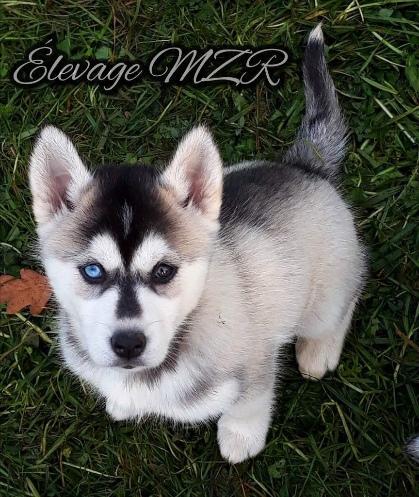 Accueil Elevage MZR élevage de Husky de Sibérie LOF