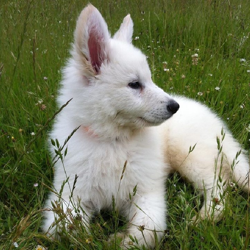 Publication : du Relais du Corrado Auteur : Mme GUERY Claire