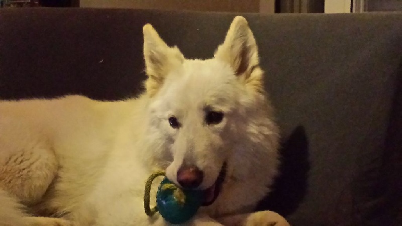 Publication : du Relais du Corrado Auteur : Mme GUERY Claire