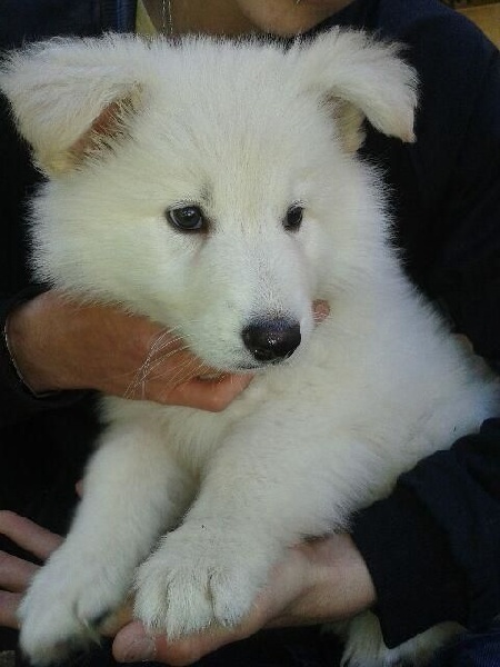 Publication : du Relais du Corrado Auteur : Mme GUERY Claire