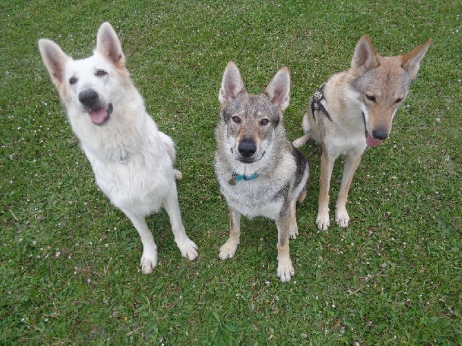 Accueil Elevage Of Daylights Guardians Eleveur De