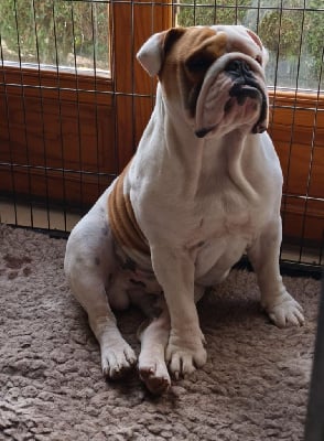 Les chiots de Bulldog Anglais