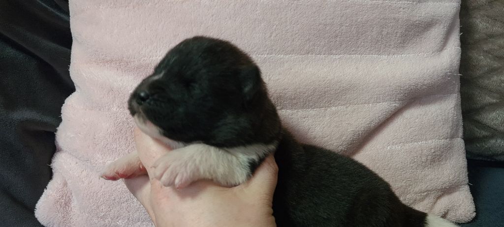 TENDRE PASSION - Akita americain