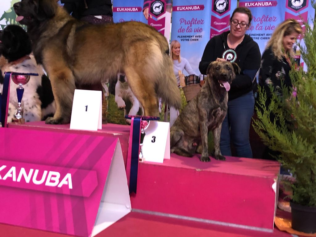 O'diablo bakugun (Sans Affixe) - CAC CACIB BOB 3eme meilleur du groupe 2