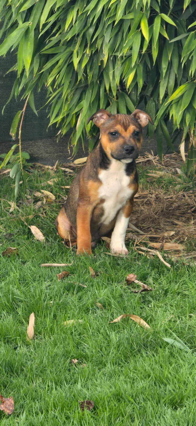 Staffordshire Bull Terrier - Du Domaine des Rois Canins