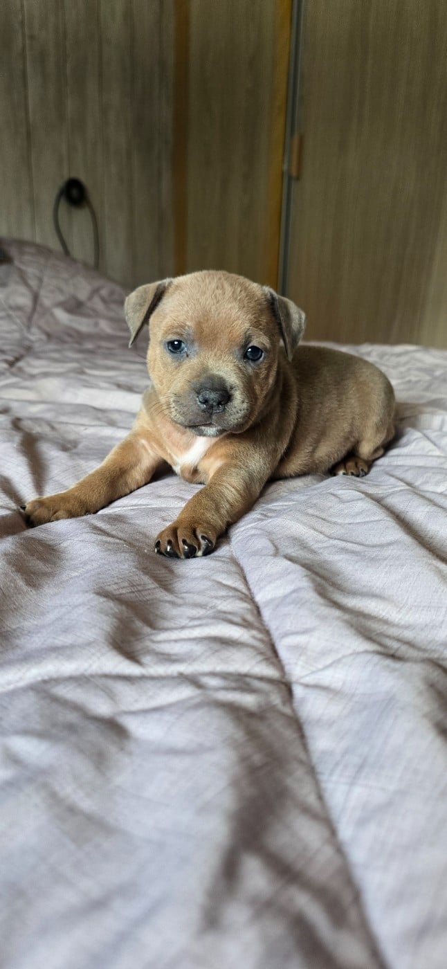 Staffordshire Bull Terrier - Du Domaine des Rois Canins