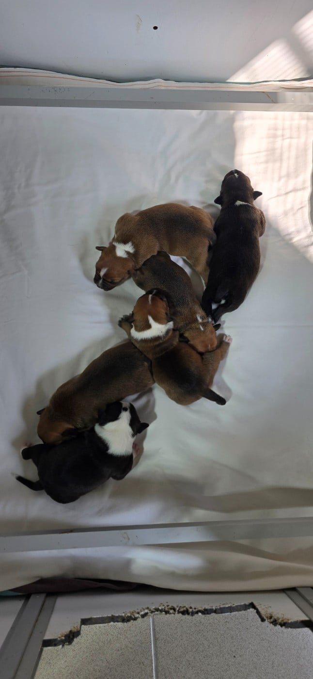 Staffordshire Bull Terrier - Du Domaine des Rois Canins