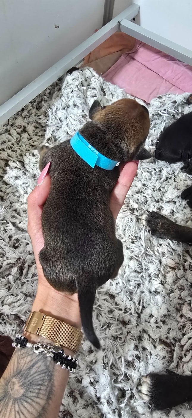 CHIOT 1